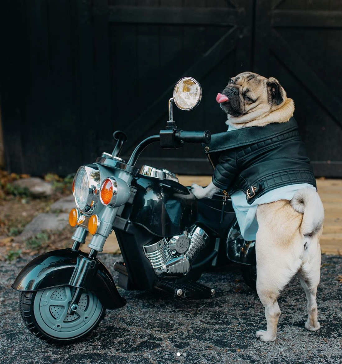 A day in the life of Doug the Pug
